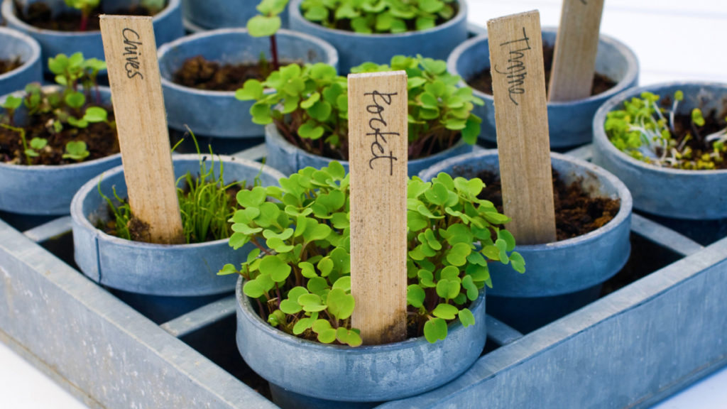 Starting an Outdoor Garden Planting Herbs USHEALTH Group